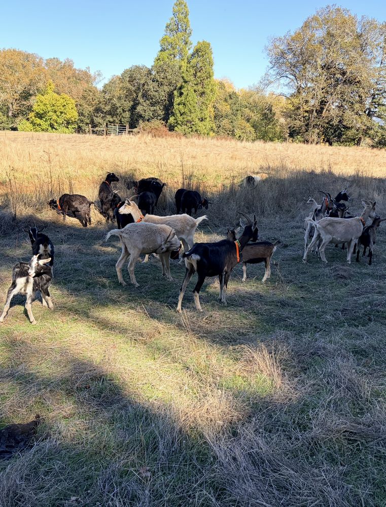 Alpine and black Syfan Spanish does standing together in sunlit pasture under trees