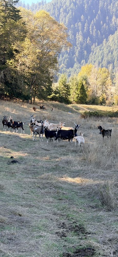 Mixed herd of Alpine and black Syfan Spanish does grazing in a green pasture near a wooded hillside