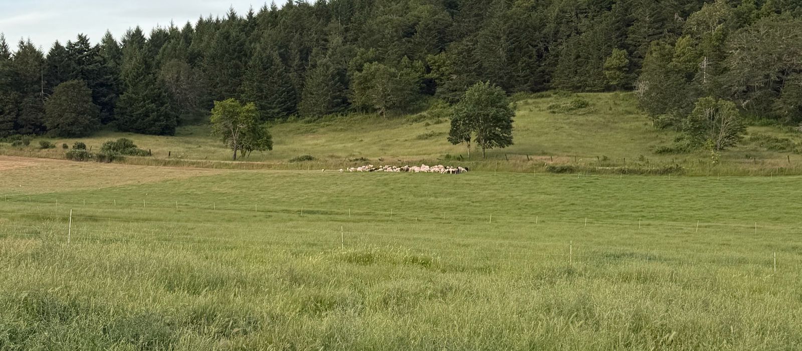 Wide green pasture with the flock grazing in the distance and a forested ridge behind