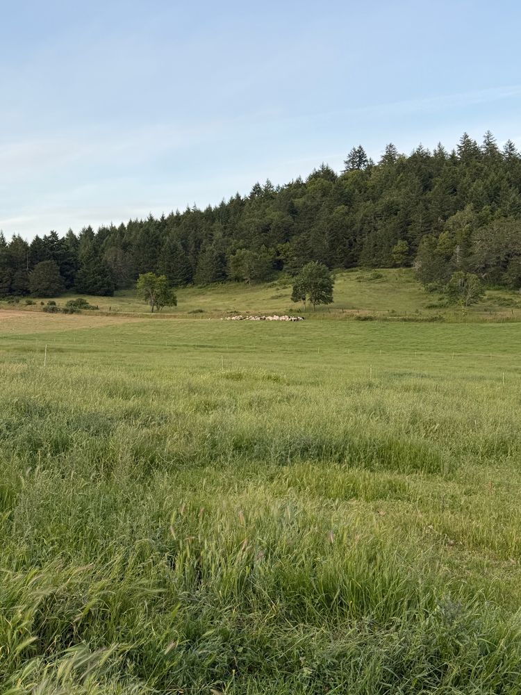 Wide green pasture with the flock grazing in the distance and a forested ridge behind