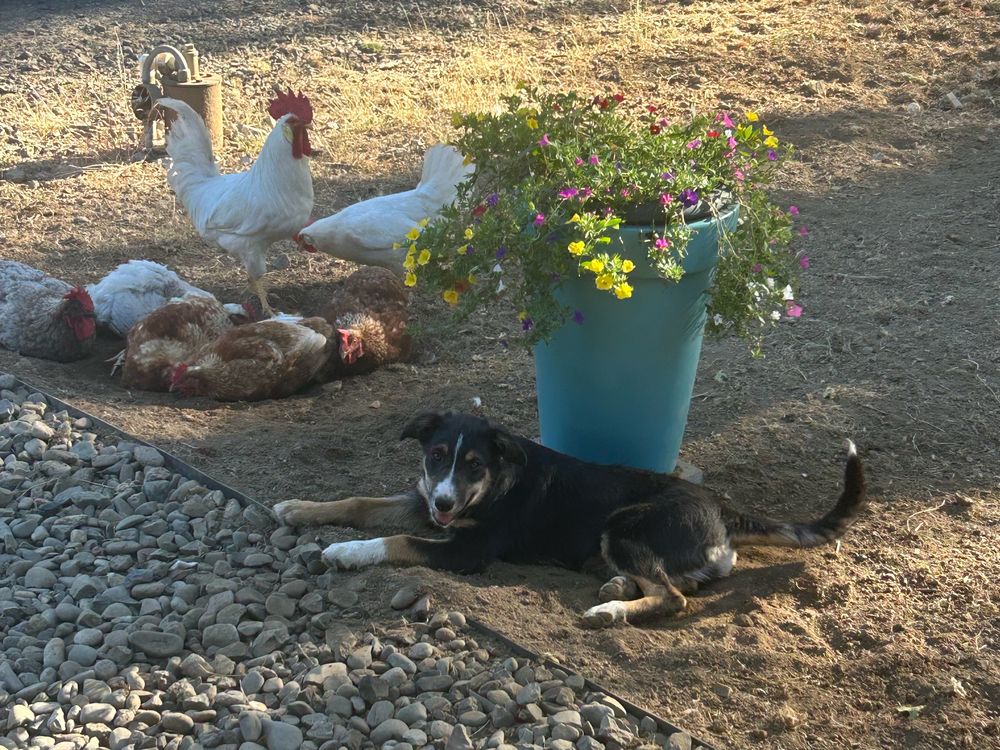 Black-and-tan herding dog lying beside a flower barrel, with chickens dust-bathing behind