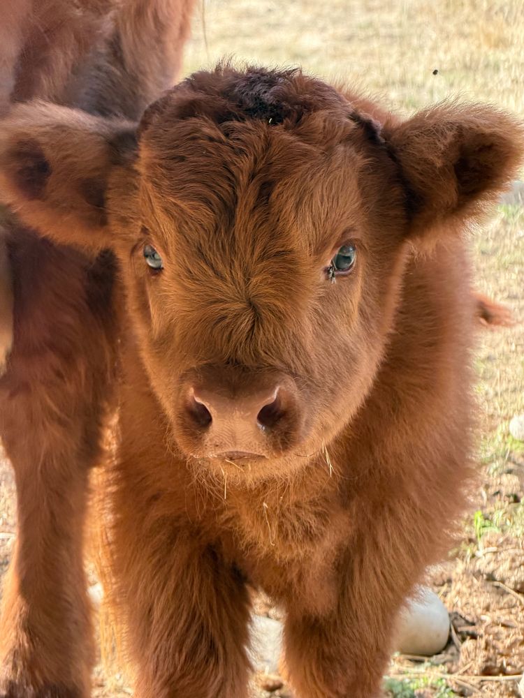 Close-up of a fluffy red Highland calf's face