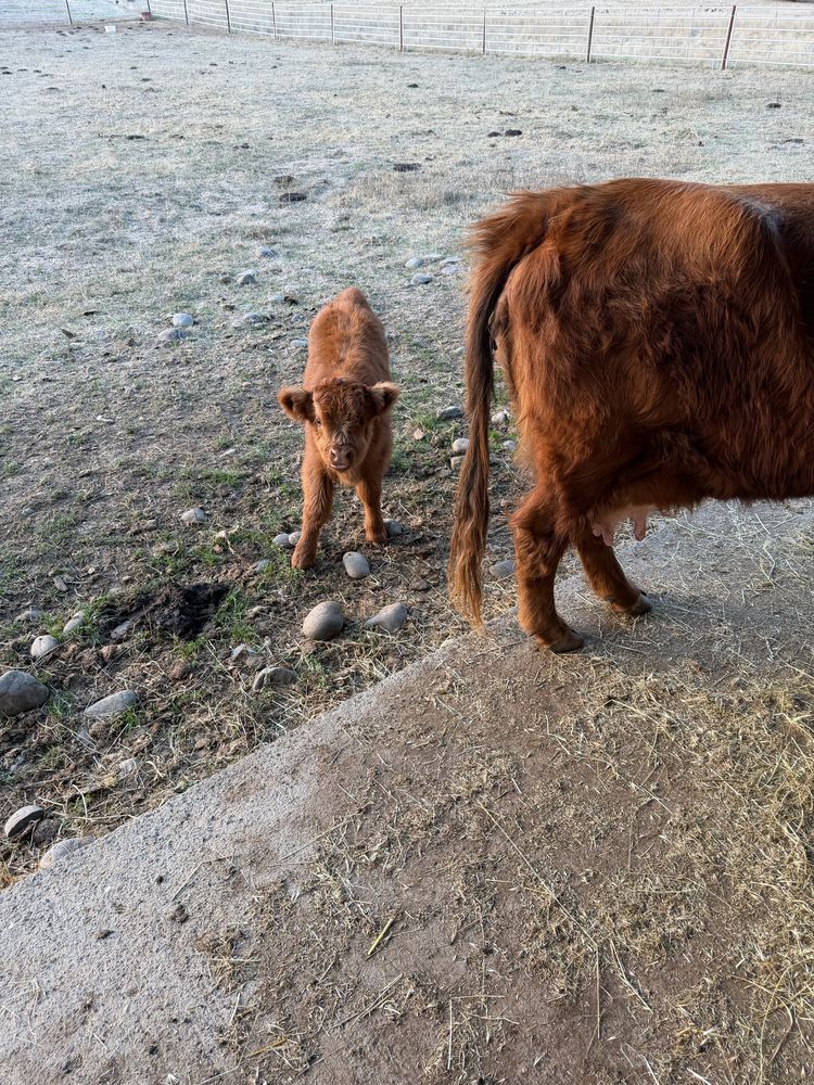 Fluffy red Highland calf standing in a frosty paddock beside its mother