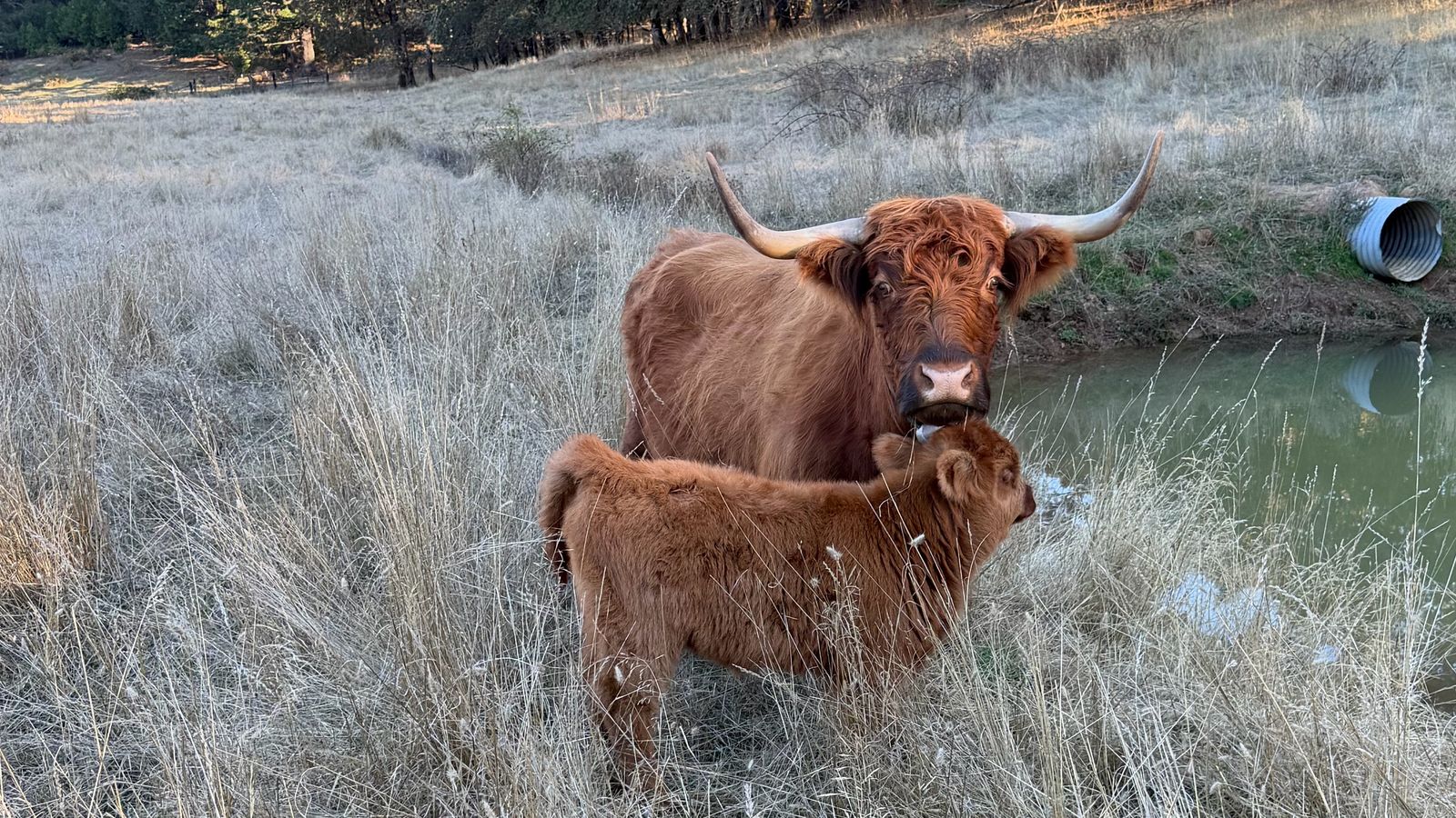 Shaggy red Highland cow with her calf standing in tall dry grass beside a pond, with a forested hillside behind