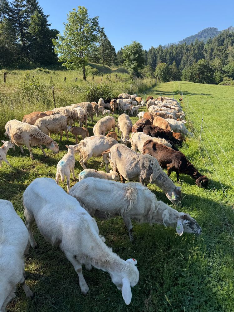 Large flock of white, tan and brown Katahdin sheep and lambs grazing along an electric fence in a green pasture, with forested hills behind