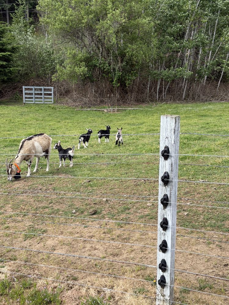A Packer nanny grazing with four black-and-white kids behind an electric fence