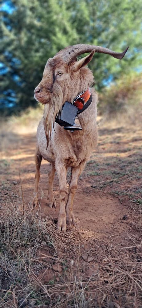 Tan bearded goat with long curved horns, a collar and a large bell, standing on a trail