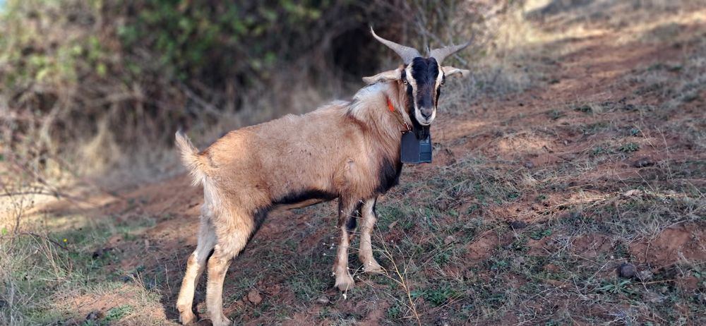 Our tan-and-black horned Spanish buck wearing a bell, standing on a dirt trail