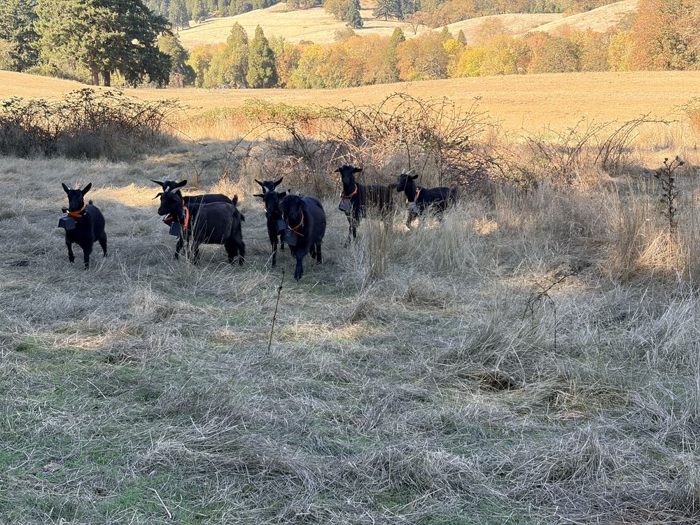 Black Syfan Spanish doelings with orange collars gathered in a dry pasture