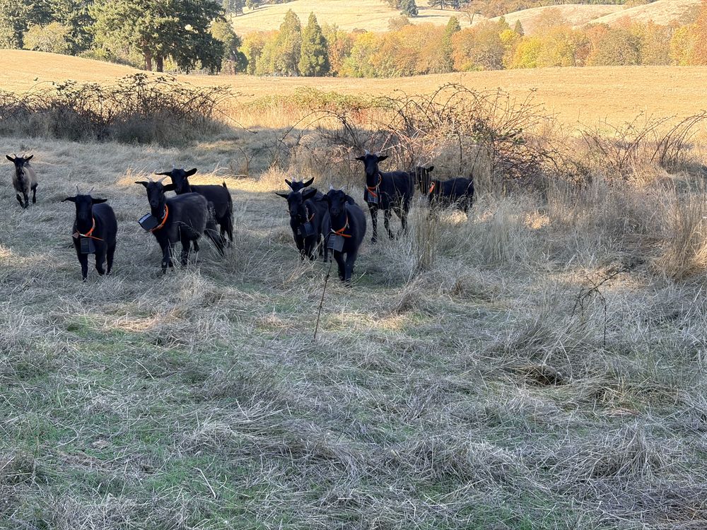 Herd of black Syfan Spanish doelings standing together in a dry pasture with forested autumn hills behind